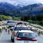 new-zealand-driving-condition-sheep-driver